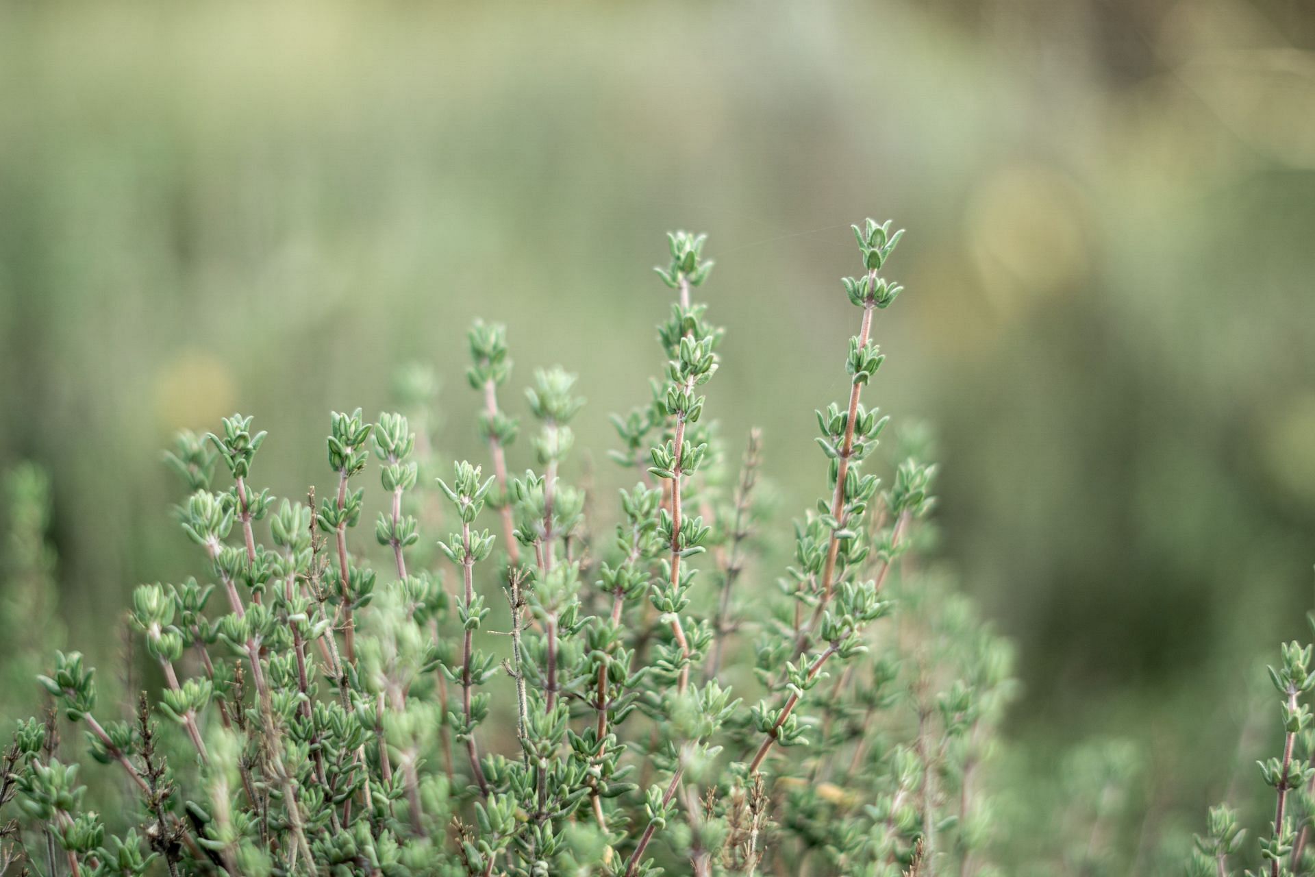 Thyme tea (Image via Unsplash/ Anja Junghans)